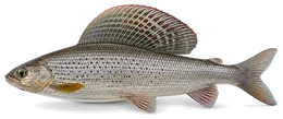 Äsche (Thymallus thymallus), Seitenansicht — Schonzeit in Nordrhein-Westfalen