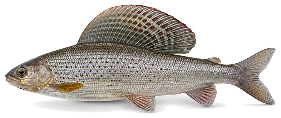 Äsche (Thymallus thymallus), Seitenansicht — Mindestmaß in Berlin