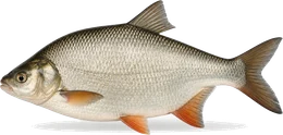 Aland (Nerfling) (Leuciscus idus), Seitenansicht — Friedfisch-Übersicht