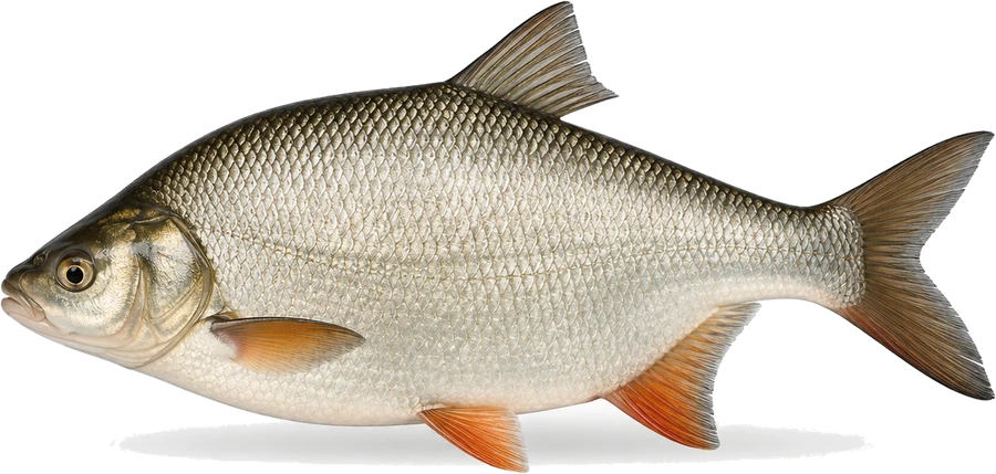 Aland (Nerfling) (Leuciscus idus), Seitenansicht — Mindestmaß in Berlin