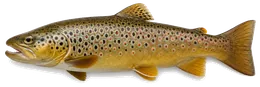 Bachforelle (Salmo trutta fario), Seitenansicht — Schonzeit in Nordrhein-Westfalen