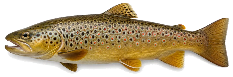 Bachforelle (Salmo trutta fario), Seitenansicht — Mindestmaß in Berlin
