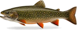 Bachsaibling (Salvelinus fontinalis), Seitenansicht — Bachsaibling angeln