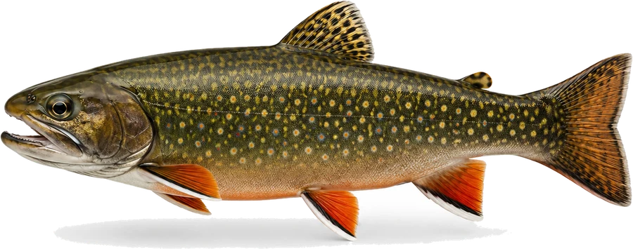 Bachsaibling (Salvelinus fontinalis), Seitenansicht — Mindestmaß in Baden-Württemberg