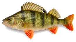 Flussbarsch (Perca fluviatilis), Seitenansicht — Schonzeit in Nordrhein-Westfalen