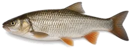 Döbel (Aitel) (Squalius cephalus), Seitenansicht — Schonzeit in Nordrhein-Westfalen