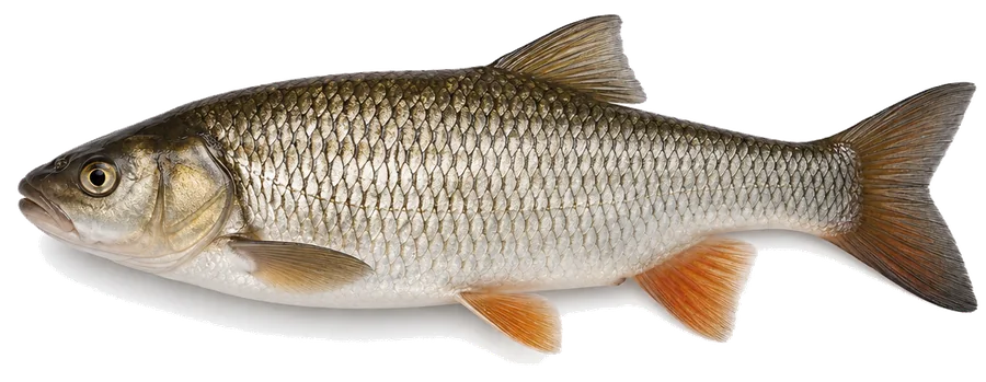 Döbel (Aitel) (Squalius cephalus), Seitenansicht — Schonzeit in Berlin