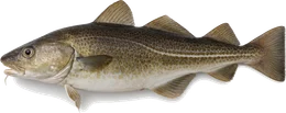 Dorsch (Gadus morhua), Seitenansicht — Meeresfisch im Fisch-Lexikon