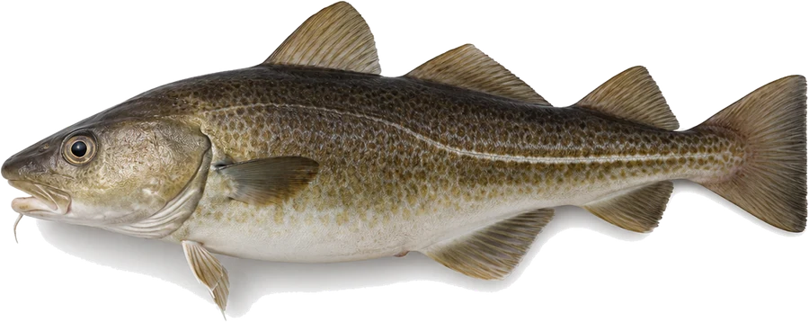 Dorsch (Gadus morhua), Seitenansicht
