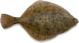 Flunder (Butt) (Platichthys flesus), Seitenansicht — Meeresfisch im Fisch-Lexikon