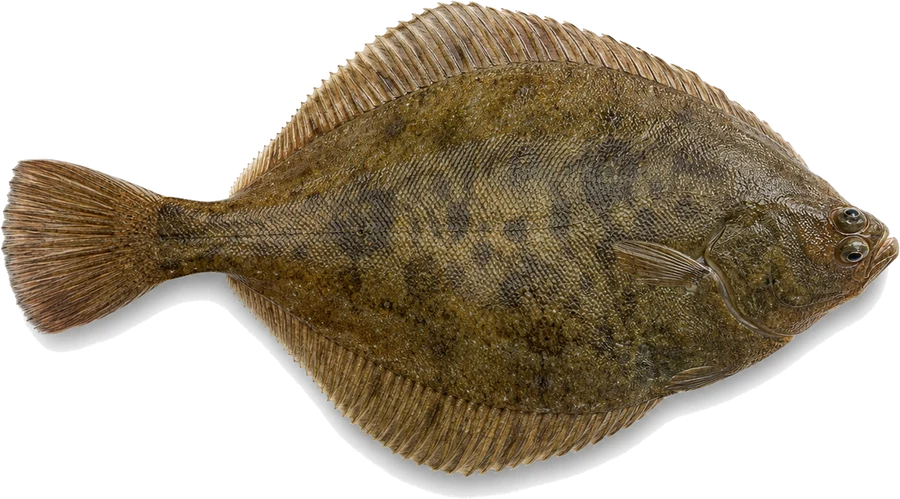 Flunder (Butt) (Platichthys flesus), Seitenansicht