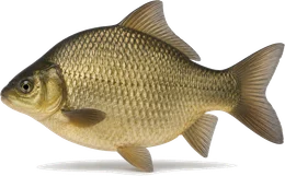 Giebel (Silberkarausche) (Carassius gibelio), Seitenansicht — Artenporträt im Fisch-Lexikon
