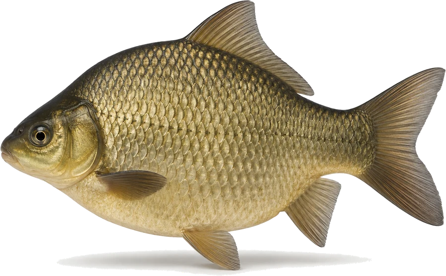 Giebel (Silberkarausche) (Carassius gibelio), Seitenansicht