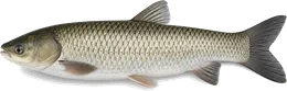 Graskarpfen (Amur) (Ctenopharyngodon idella), Seitenansicht — Artenporträt im Fisch-Lexikon