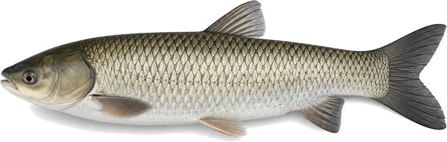 Graskarpfen (Amur) (Ctenopharyngodon idella), Seitenansicht