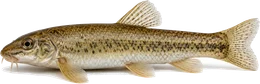 Gründling (Gobio gobio), Seitenansicht — Friedfisch-Übersicht