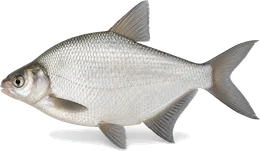 Güster (Blicke) (Blicca bjoerkna), Seitenansicht — Artenporträt im Fisch-Lexikon