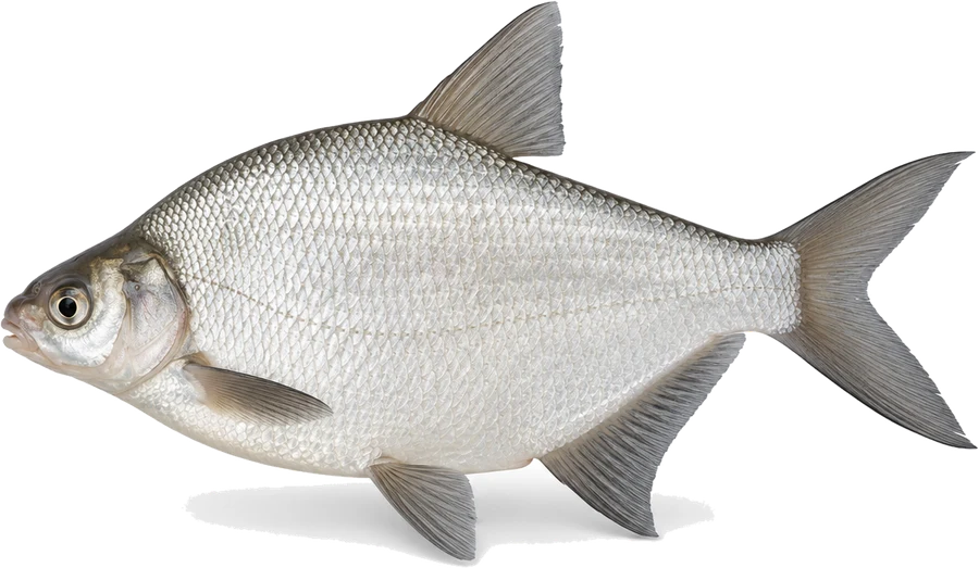 Güster (Blicke) (Blicca bjoerkna), Seitenansicht