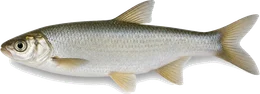Hasel (Leuciscus leuciscus), Seitenansicht — Friedfisch-Übersicht