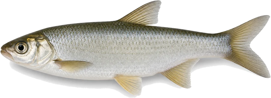 Hasel (Leuciscus leuciscus), Seitenansicht — Schonzeit in Bayern