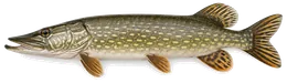 Hecht (Esox lucius), Seitenansicht — Schonzeit in Nordrhein-Westfalen