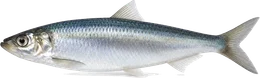 Hering (Clupea harengus), Seitenansicht — Meeresfisch im Fisch-Lexikon