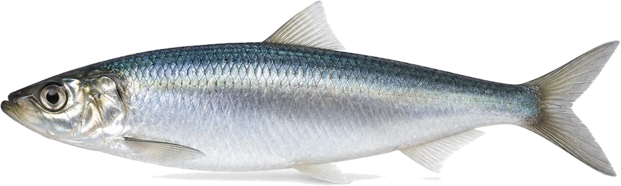 Hering (Clupea harengus), Seitenansicht