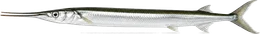 Hornhecht (Belone belone), Seitenansicht — Meeresfisch im Fisch-Lexikon