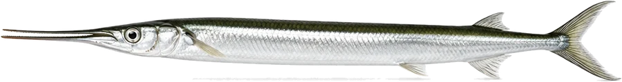 Hornhecht (Belone belone), Seitenansicht