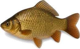 Karausche (Carassius carassius), Seitenansicht — Friedfisch-Übersicht