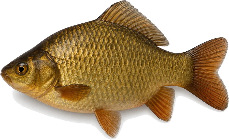 Karausche (Carassius carassius), Seitenansicht — Mindestmaß in Berlin