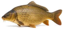 Karpfen (Cyprinus carpio), Seitenansicht — Schonzeit in Nordrhein-Westfalen