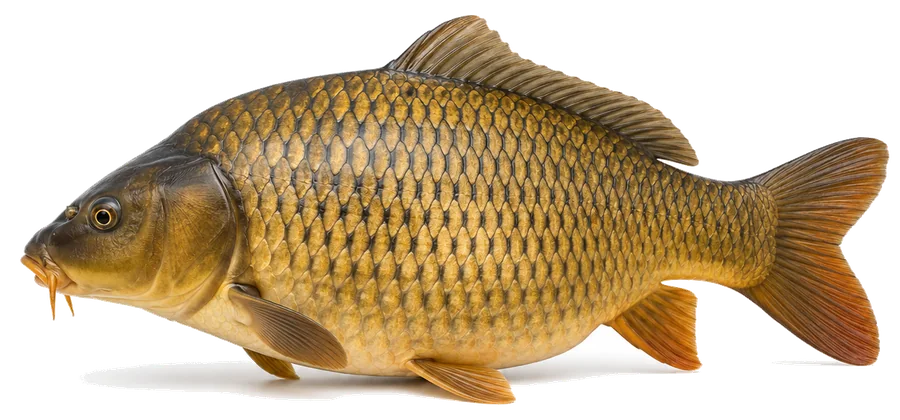 Karpfen (Cyprinus carpio), Seitenansicht — Schonzeit in Berlin