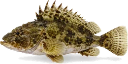 Kaulbarsch (Gymnocephalus cernua), Seitenansicht — Artenporträt im Fisch-Lexikon