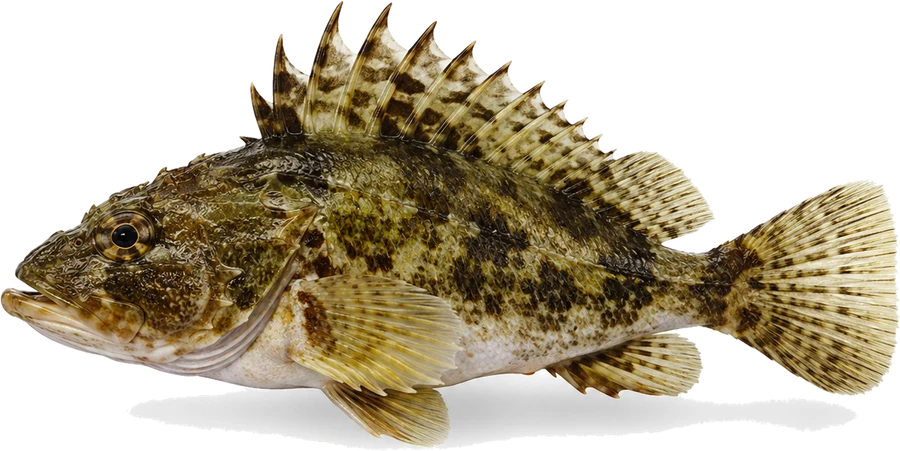 Kaulbarsch (Gymnocephalus cernua), Seitenansicht