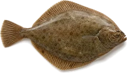 Kliesche (Scharbe) (Limanda limanda), Seitenansicht — Meeresfisch im Fisch-Lexikon