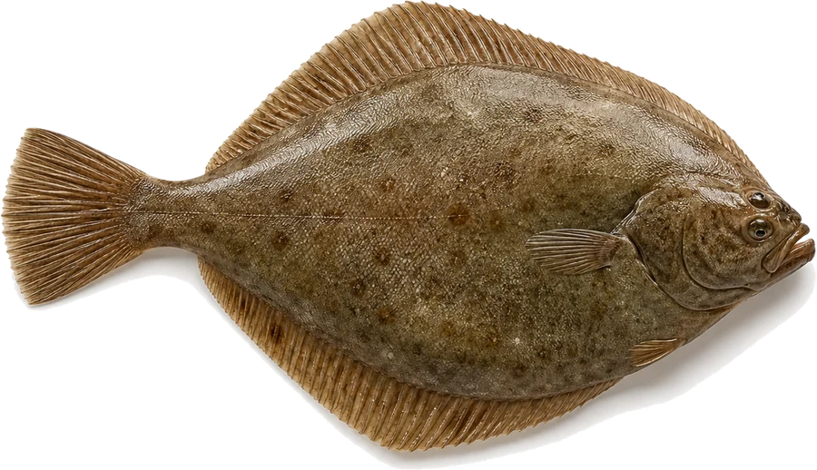 Kliesche (Scharbe) (Limanda limanda), Seitenansicht