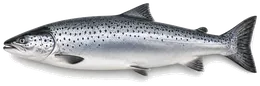 Atlantischer Lachs (Salmo salar), Seitenansicht — Schonzeit in Nordrhein-Westfalen