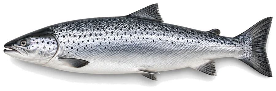 Atlantischer Lachs (Salmo salar), Seitenansicht — Mindestmaß in Berlin