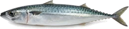 Makrele (Scomber scombrus), Seitenansicht — Meeresfisch im Fisch-Lexikon