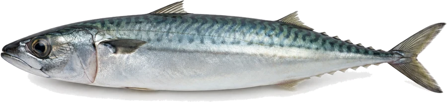 Makrele (Scomber scombrus), Seitenansicht