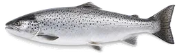 Meerforelle (Salmo trutta trutta), Seitenansicht — Schonzeit in Nordrhein-Westfalen