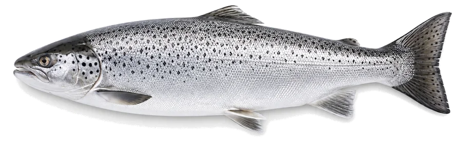 Meerforelle (Salmo trutta trutta), Seitenansicht — Schonzeit in Berlin