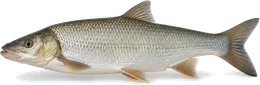 Nase (Chondrostoma nasus), Seitenansicht — Friedfisch-Übersicht