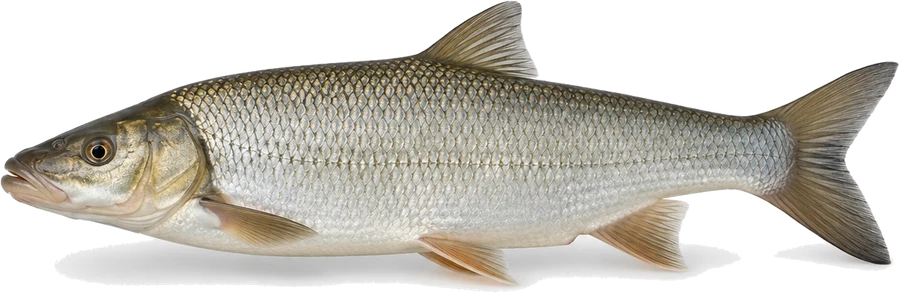 Nase (Chondrostoma nasus), Seitenansicht — Mindestmaß im Saarland