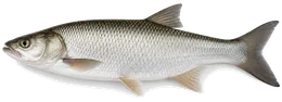 Rapfen (Schied) (Leuciscus aspius), Seitenansicht — Schonzeit in Nordrhein-Westfalen