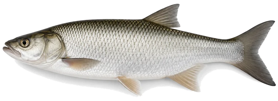 Rapfen (Schied) (Leuciscus aspius), Seitenansicht — Mindestmaß in Nordrhein-Westfalen