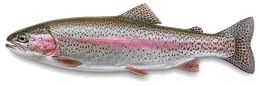 Regenbogenforelle (Oncorhynchus mykiss), Seitenansicht — Schonzeit in Nordrhein-Westfalen