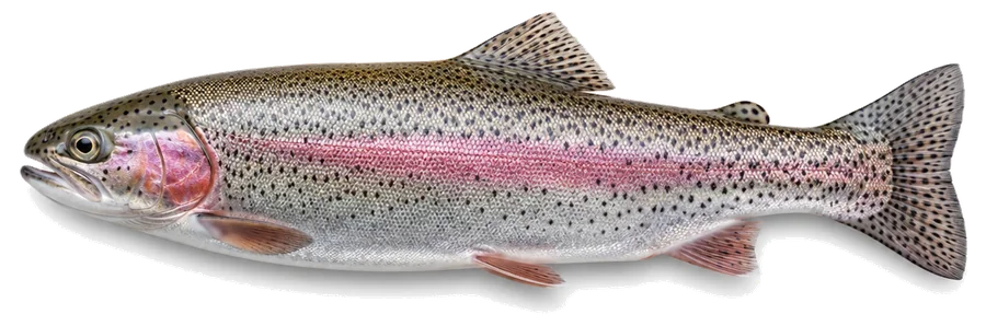 Regenbogenforelle (Oncorhynchus mykiss), Seitenansicht — Schonzeit in Berlin