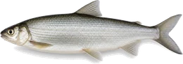 Renke (Maräne, Felchen) (Coregonus spec.), Seitenansicht — Renke angeln
